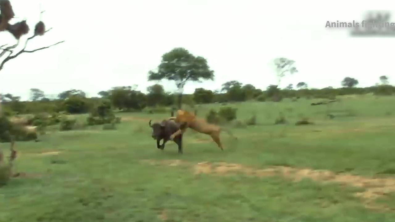 Cute and funny animal videos compilation 010 one news page video