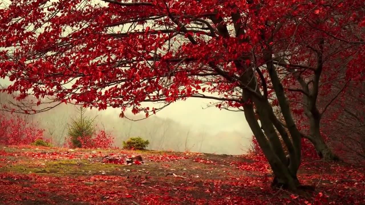 Relaxing Piano Music