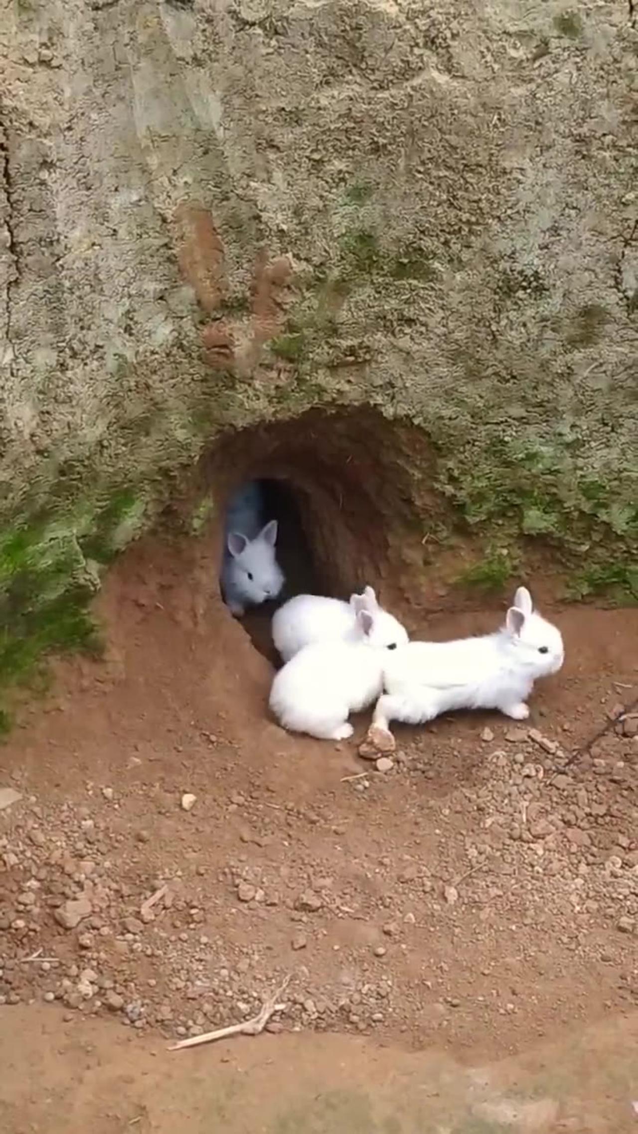 Rabbit 🐰 videos cute and funny