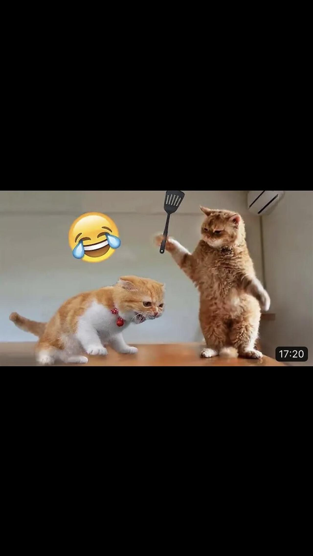 Cats and dogs funny videos 😂