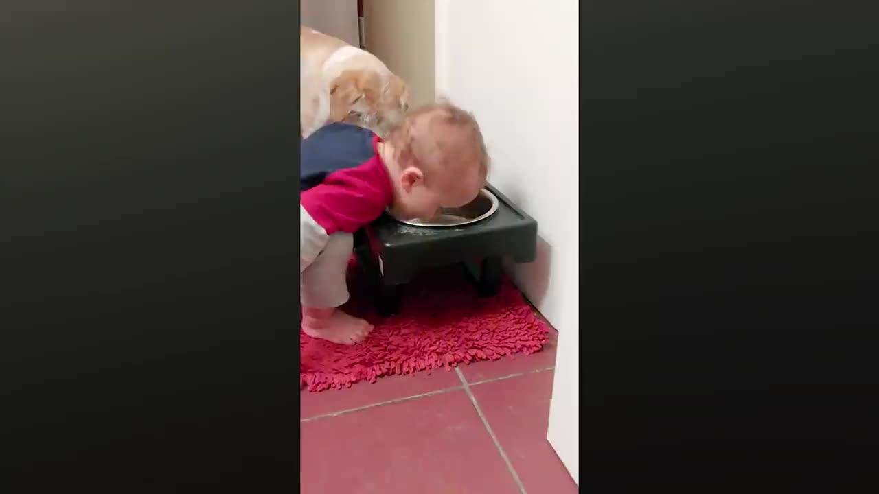 Funny Baby And Pets
