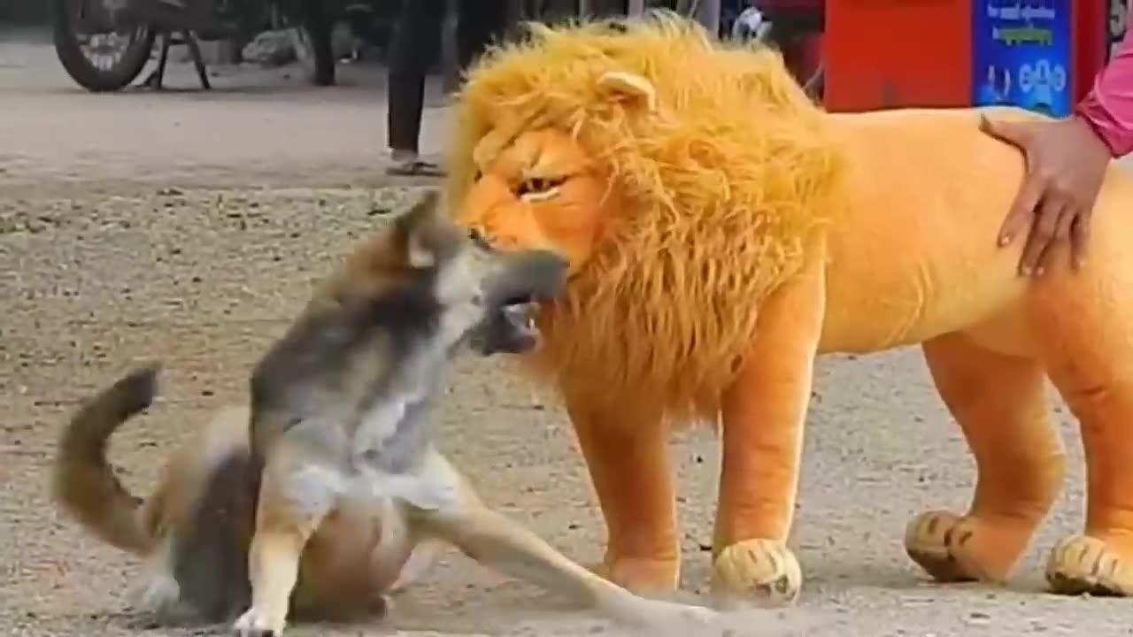 Troll Prank Dog Funny & Fake Lion And Fake Tiger Prank To Dog & Hug box Prank To Dog