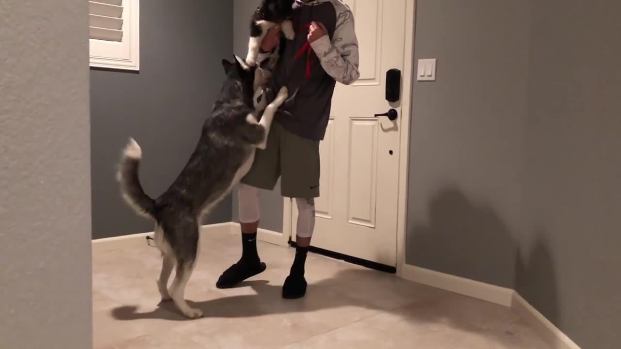 Rottweiler guard barks - DOG BARKING Sound Effect High Quality