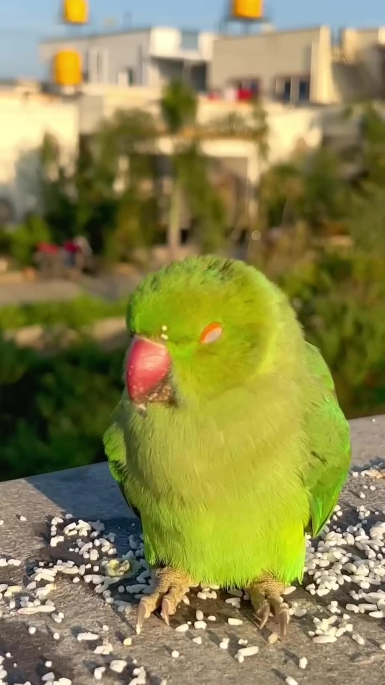 This parrot actually live in tree and many time One News Page VIDEO