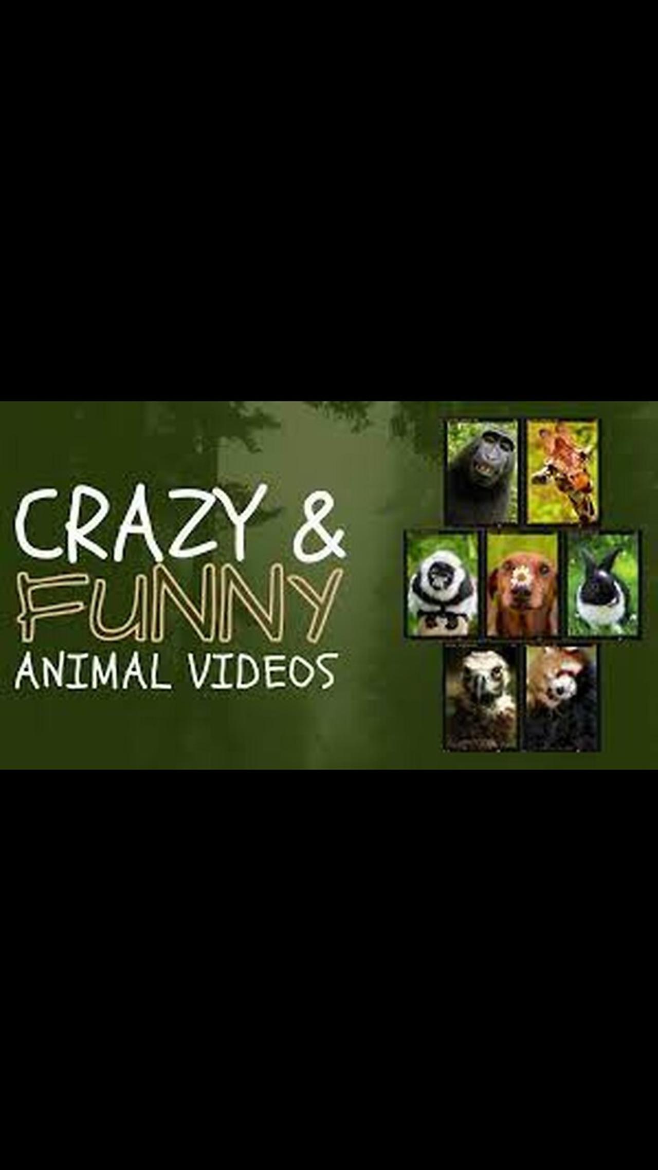 Best of funny animal videos Funniest compilation vines 2023 Funny Animals Planet