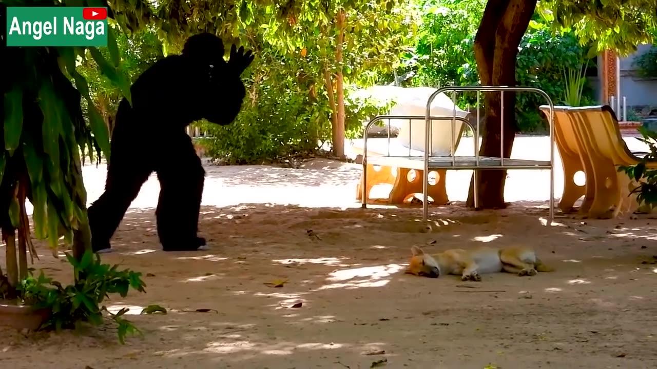 [ Best New Prank ] Fake Gorilla prank Dogs Make Funny Feeling Dogs - Super Funny