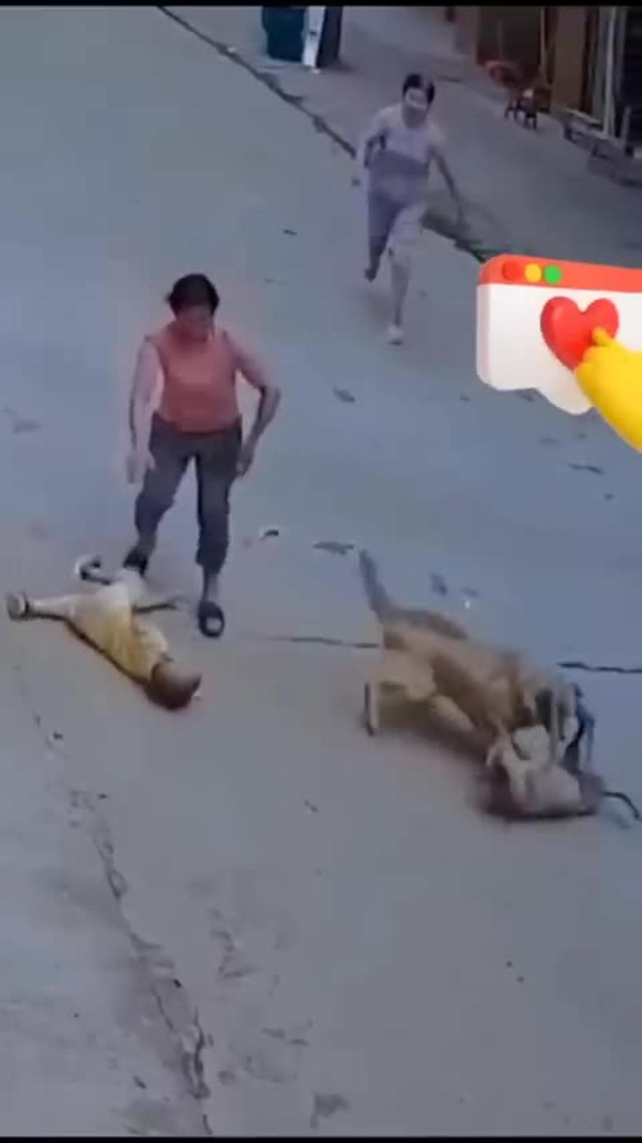 Dog protect her owner to attack other dog short - One News Page VIDEO