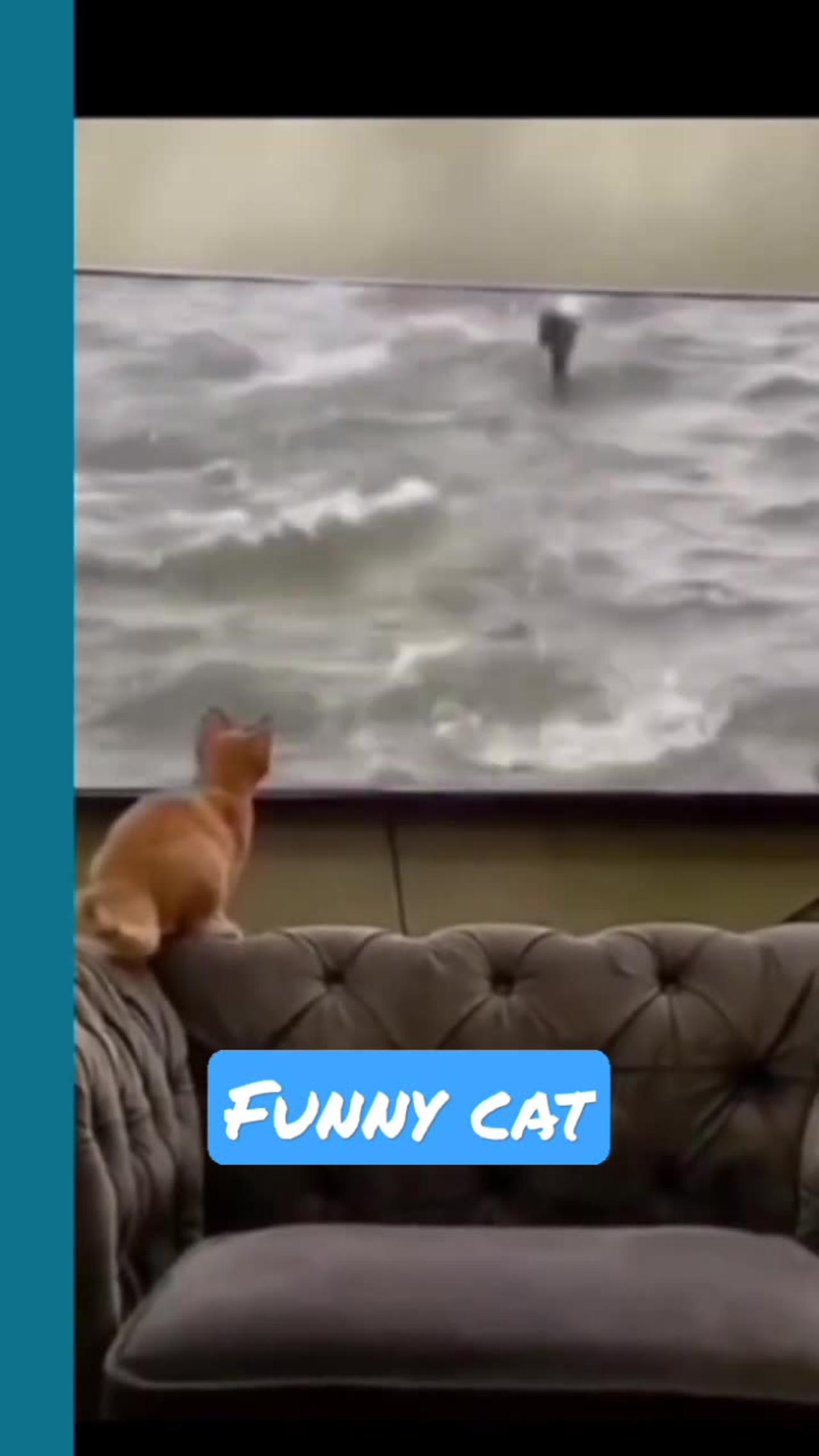 Best Funny cat video __ funny animal short video - One News Page VIDEO