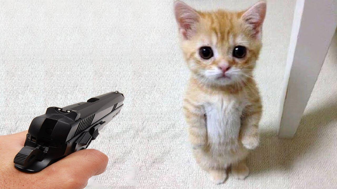 Funny cat 😽 vs Gun 🔫 - Funny Animals 😂 playing dead on finger shot Compilation ||