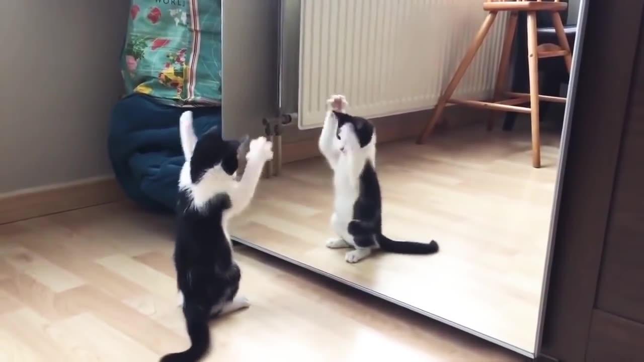 Funny mirror video cat 😺 | funny WhatsApp status😻😺♥️ |