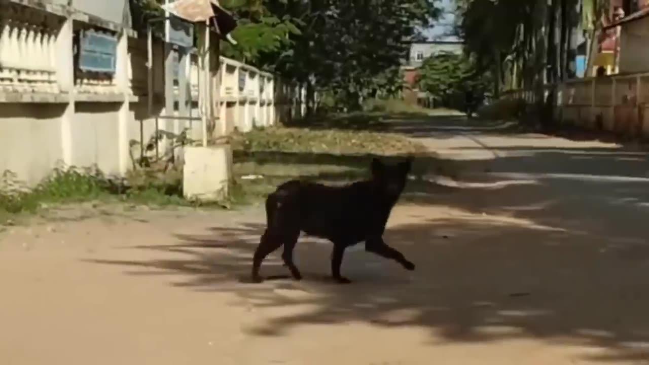 Funny animal video