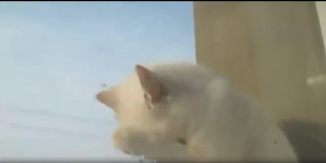 Funny videos