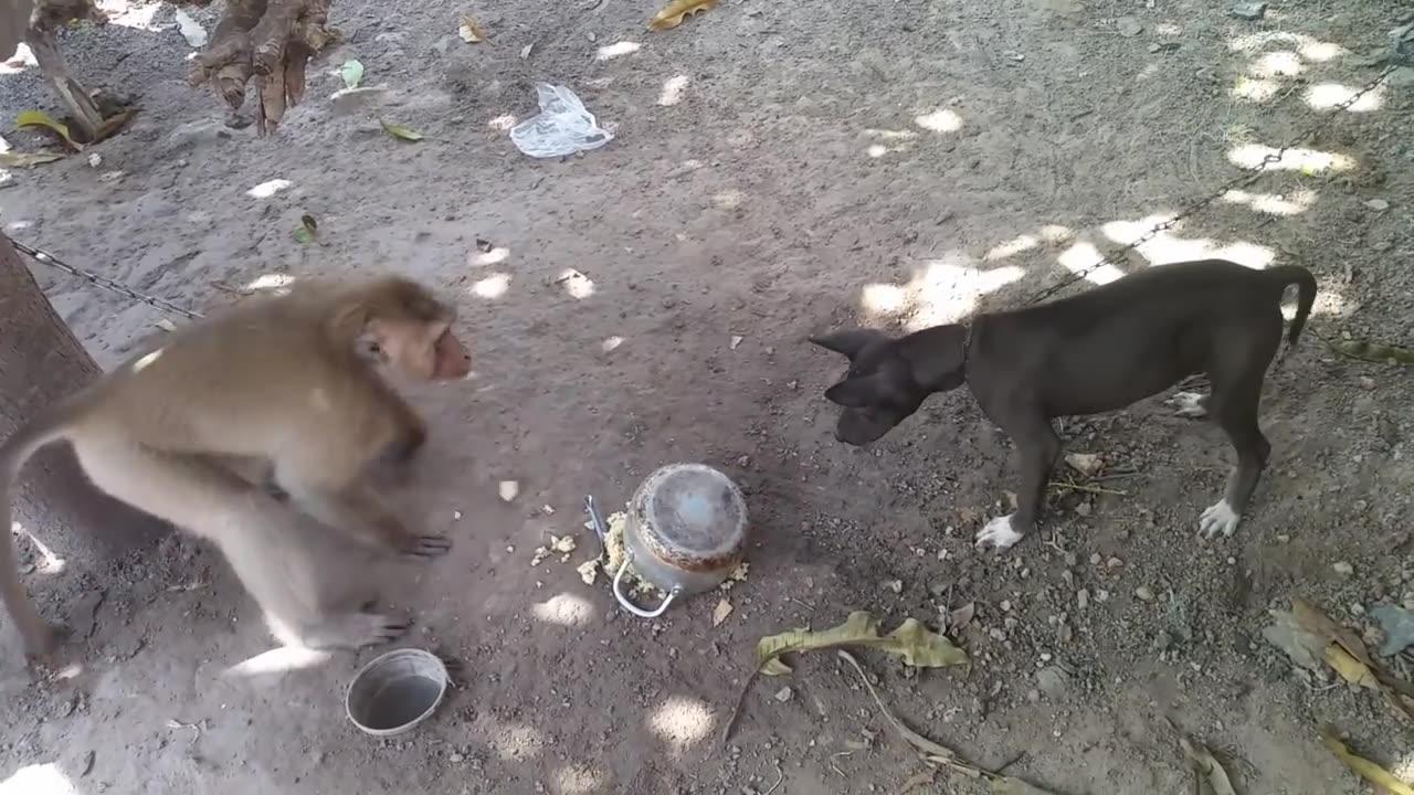 Monkey vs dog real fight | funny dog vs monkey video l funny video l comedy videos