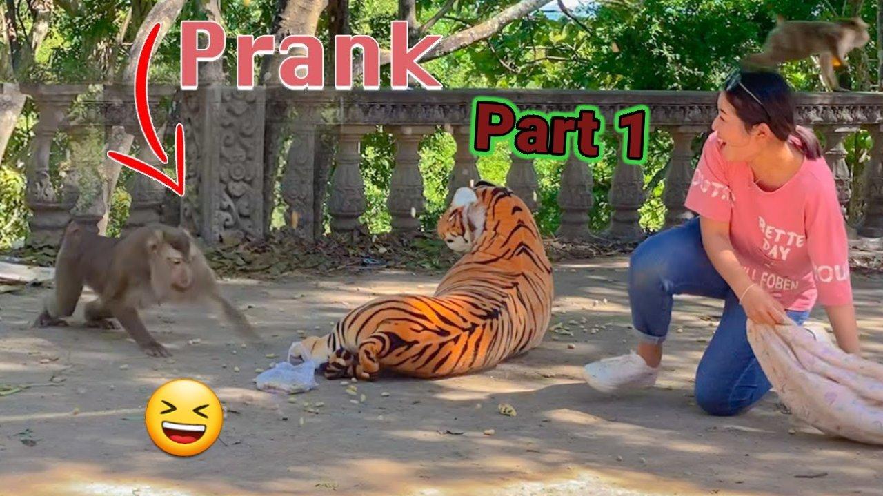 Fake Tiger Prank Monkey So Funny in 2023.tigat funny videos.tigar prank..animel funny video.