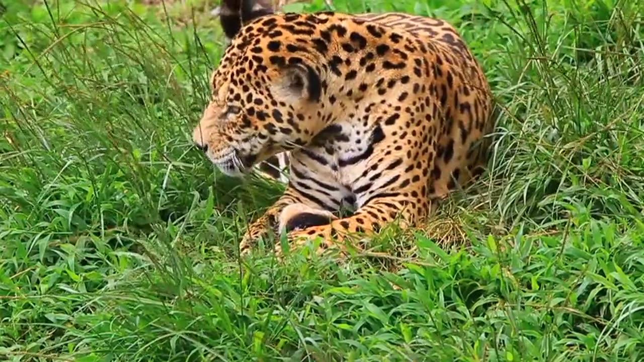 Leopard  cheetah