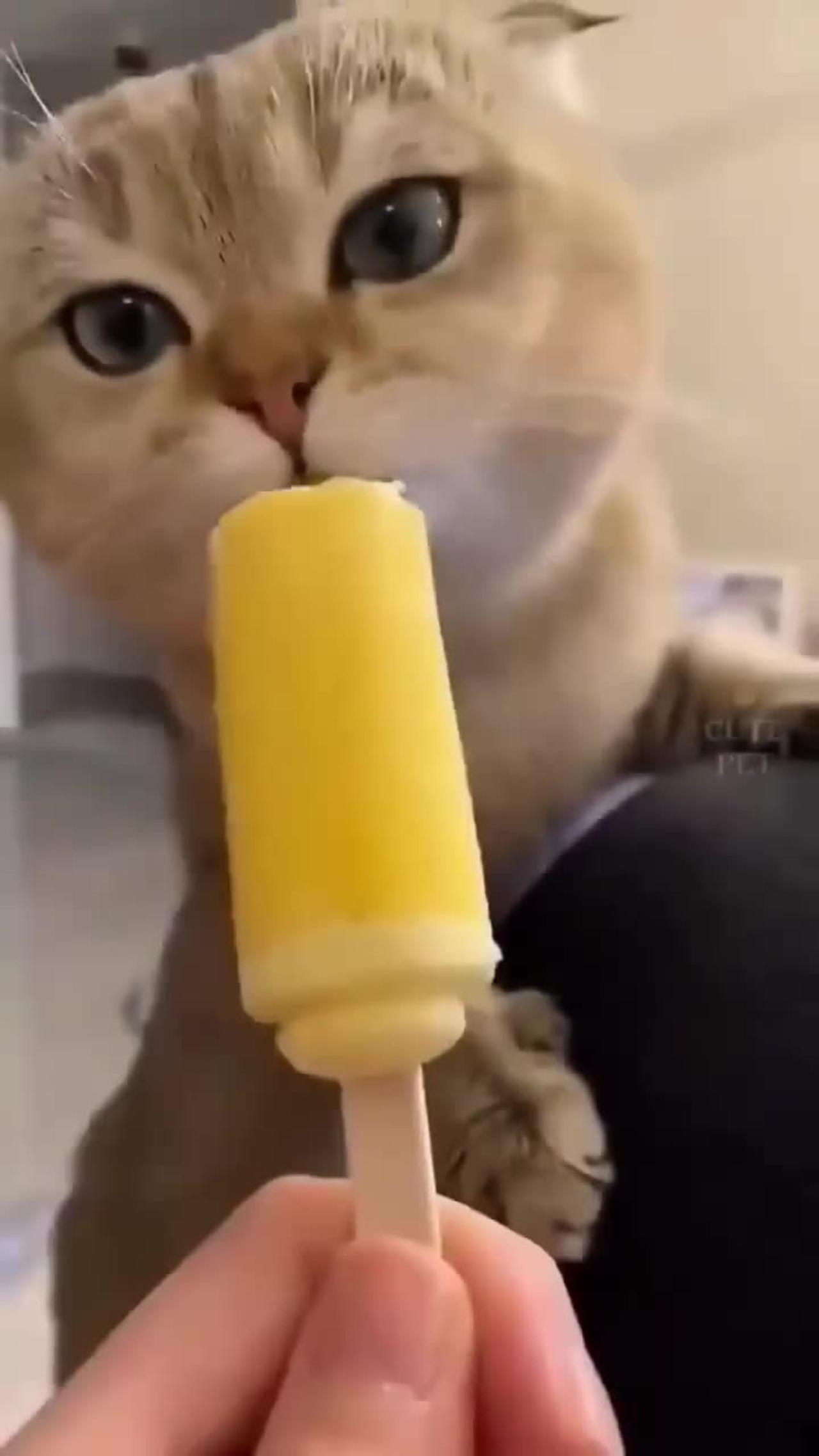 Cute Cat Funny video