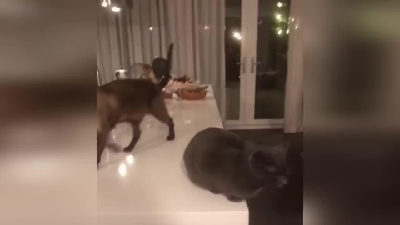 Funny video cat’s and dogs