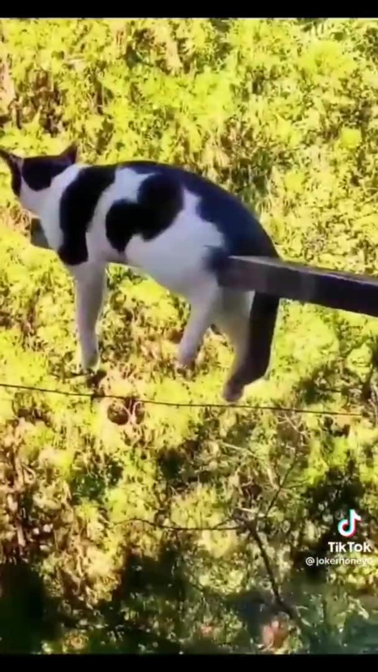 Best Funny Animals Videos 2023 😂 - Funniest Cat of 2023 😹 #shorts #funny #cats