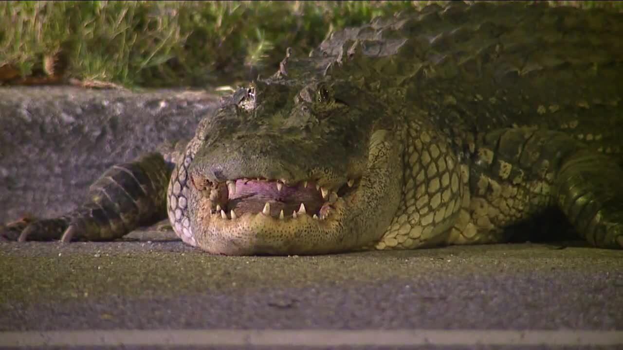 Tampa officers 'arrest' alligator walking near Raymond James Stadium