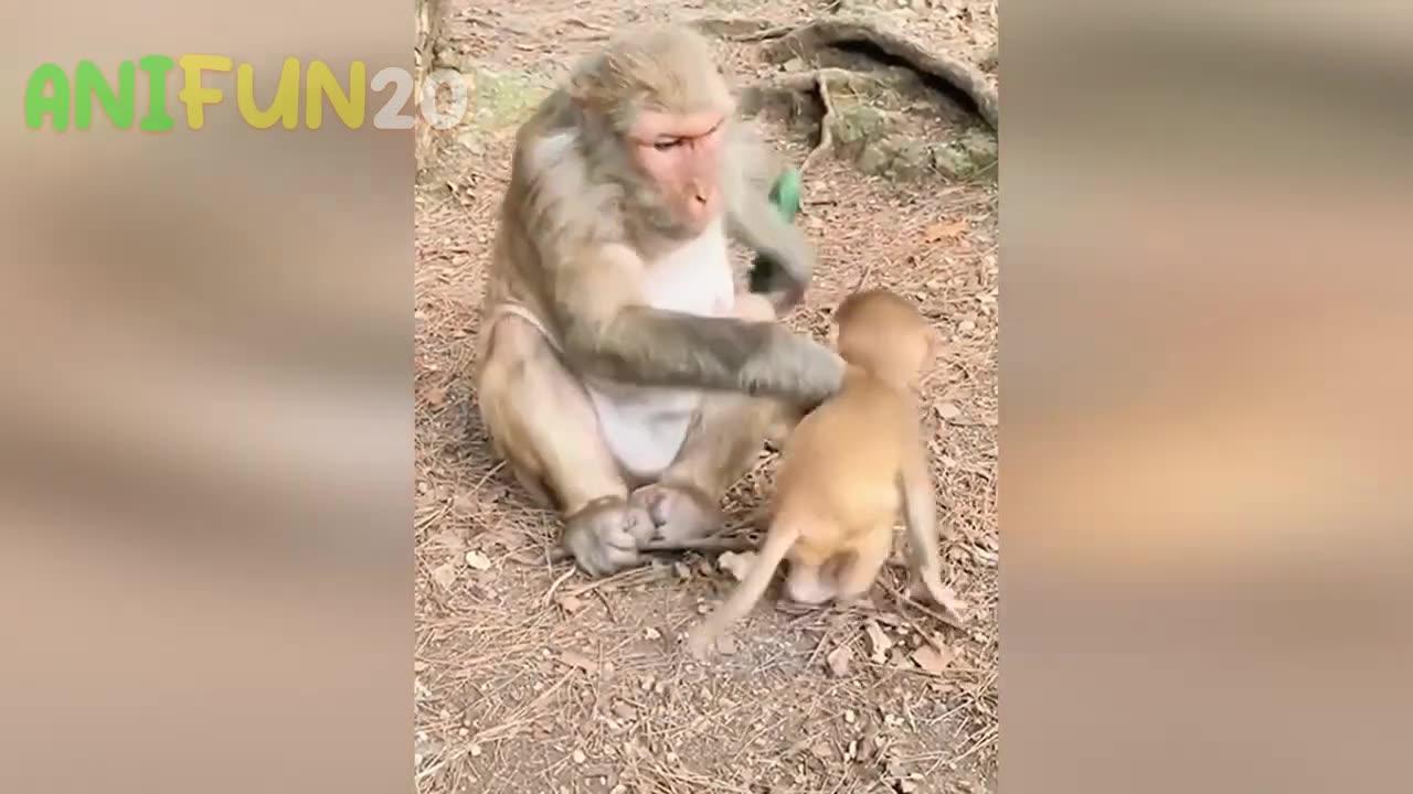 Best funniest animal videos