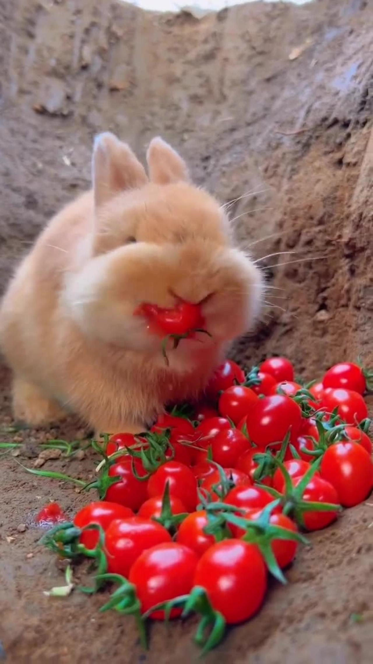 Rabbit eating tomatoes🐇🐇🐰 One News Page VIDEO