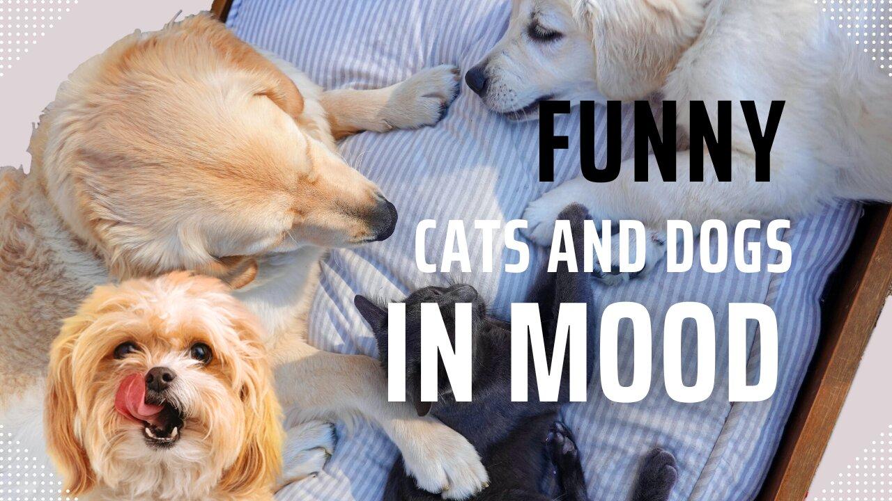 Funny Cats and Dogs In Mood