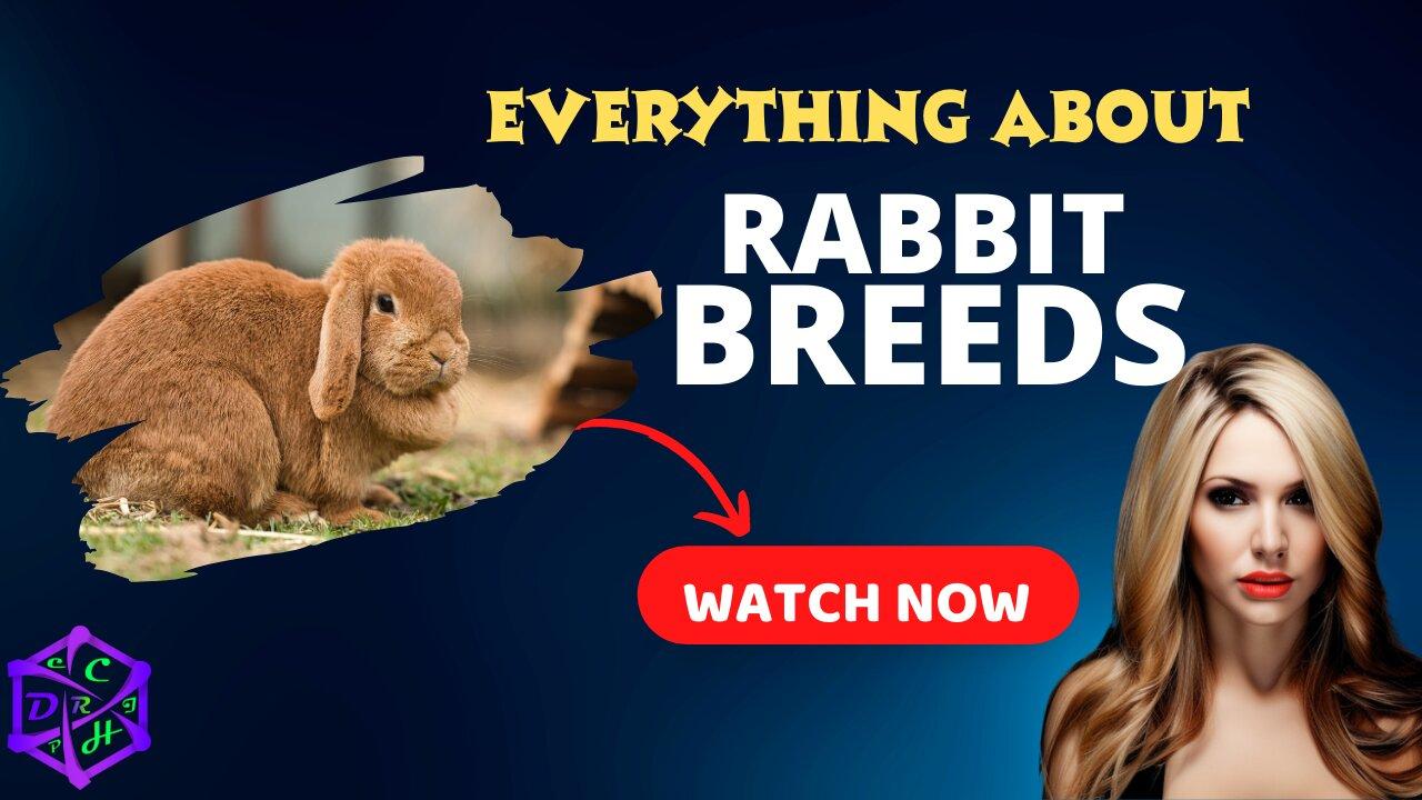 The Top 10 Most Popular Rabbit Breeds One News Page VIDEO