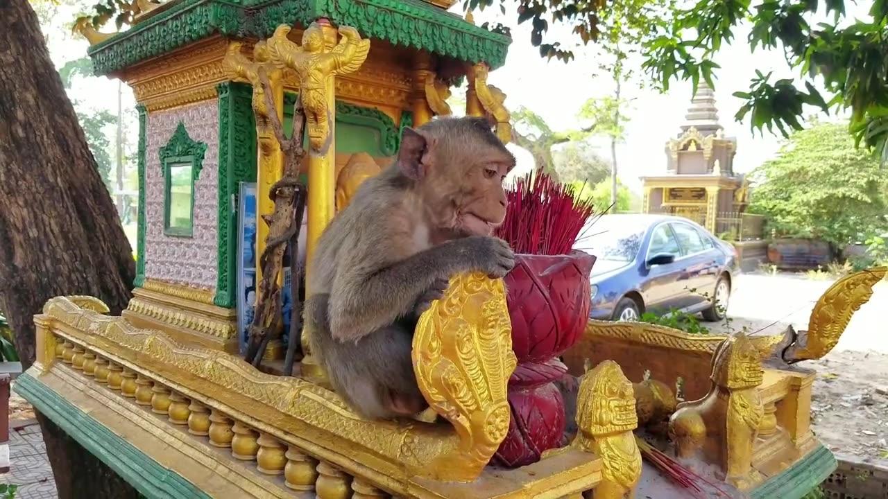 AWW New Funny Videos 20223😂 Cutest animals Doing Funny Things monkey AWW