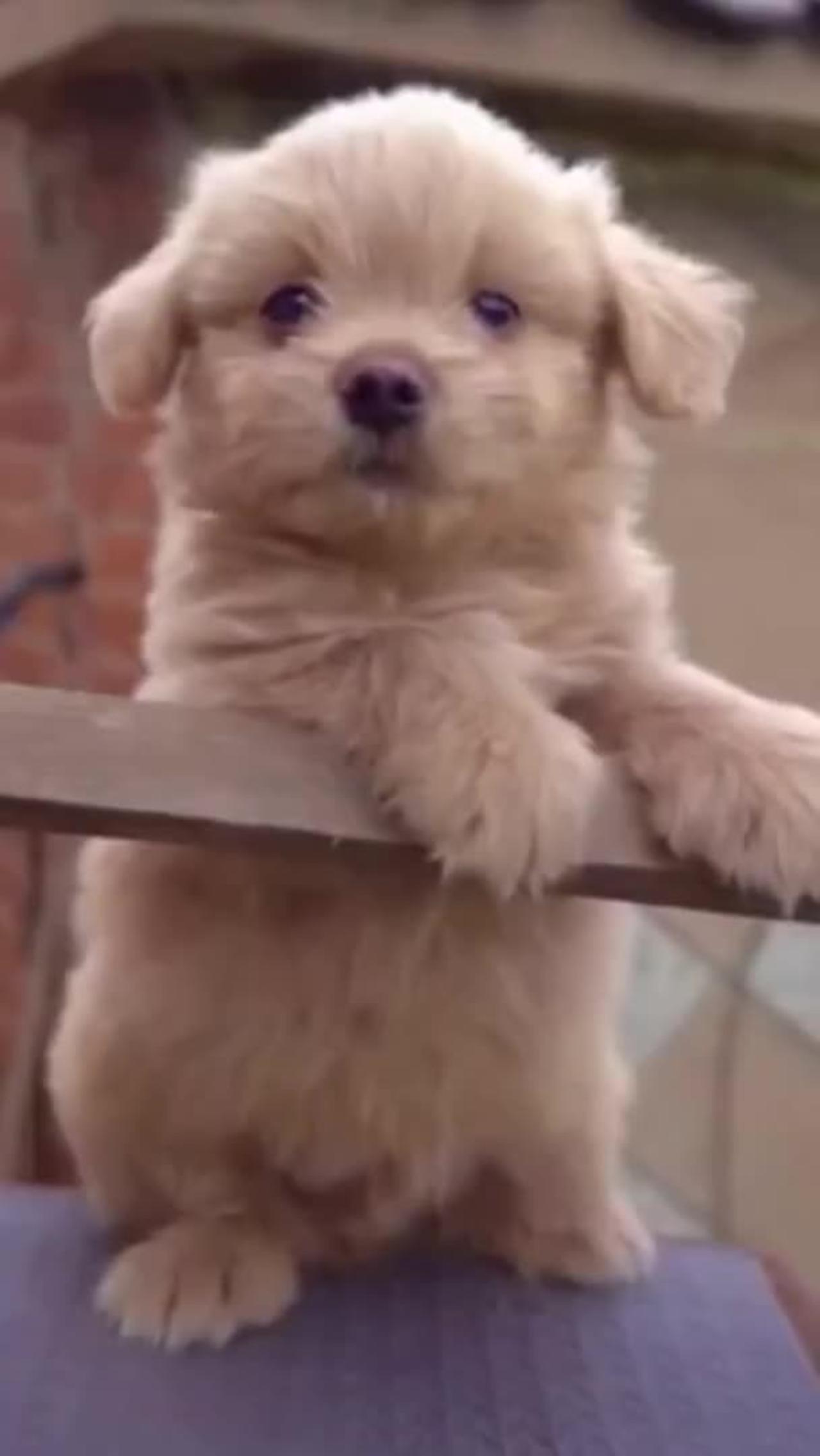 Funny and Cute Dog Video Reactions #Shorts