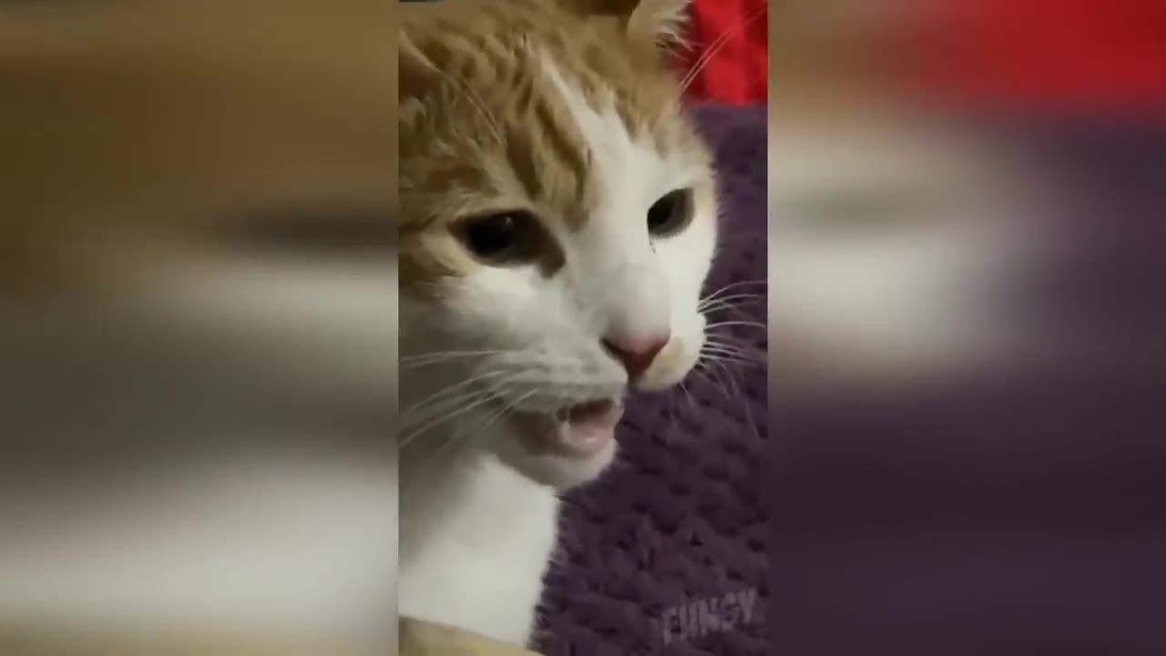 funny animals try Not to laugh