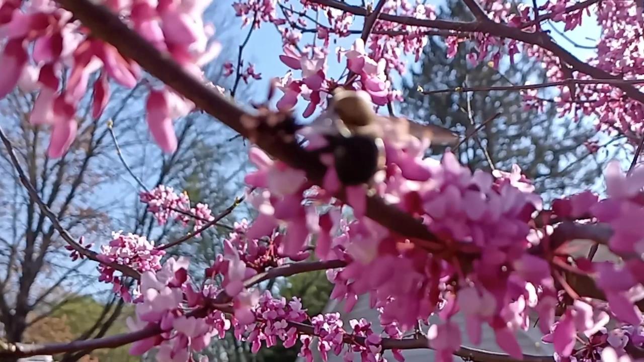 An Appalachian Spring Bumble Bee