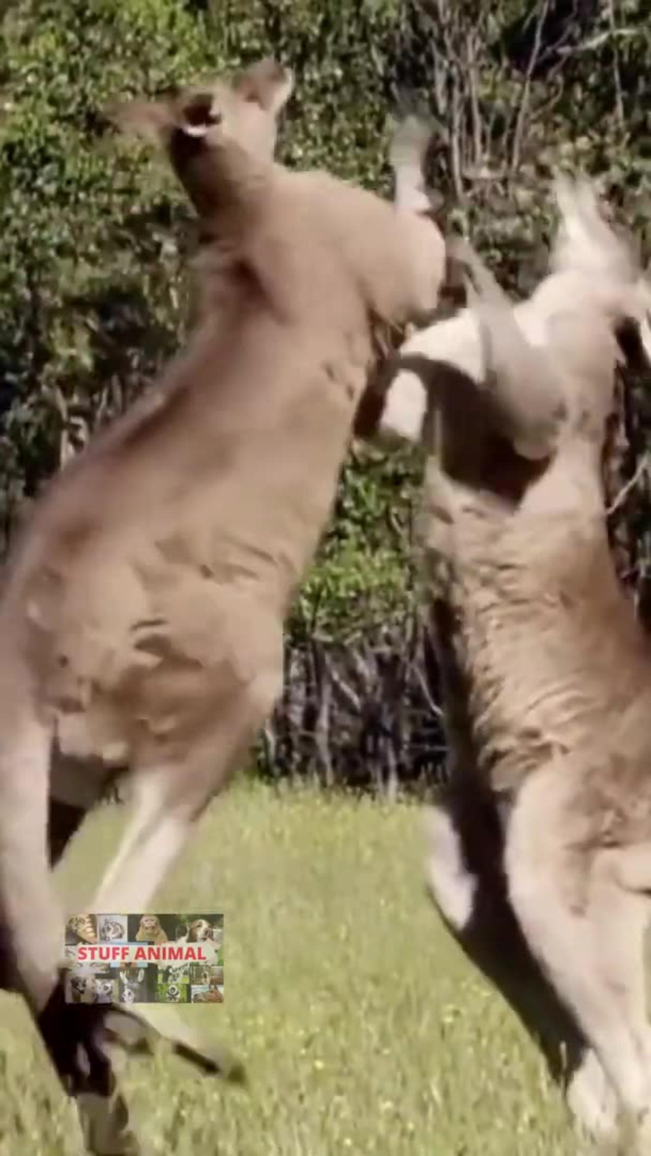 Real boxing kangaroo funny One News Page VIDEO