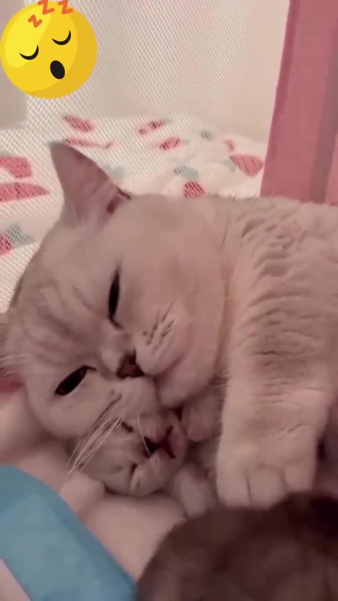 Hey one in a Million love 😺🐈😻 Cute kitten hugs puppy