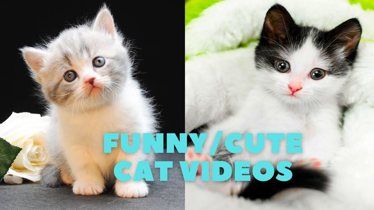 Funny Cat videos - One News Page VIDEO