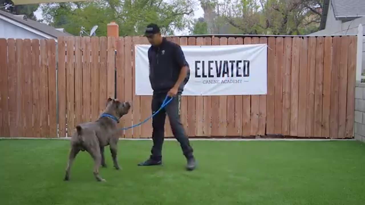 Dog fundamental Training // Dog training videos One News Page VIDEO