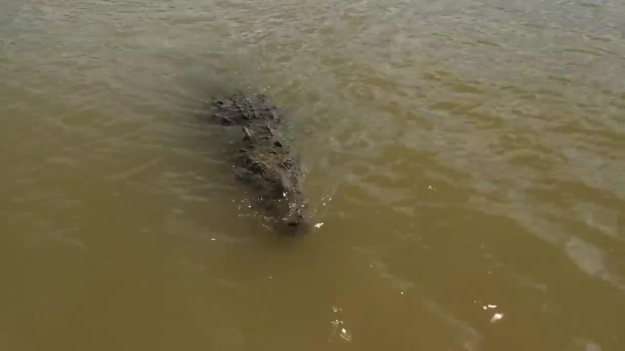 Cet homme a sauvé un crocodile de la mort  Des années plus tard, l'inattendu s'est produit