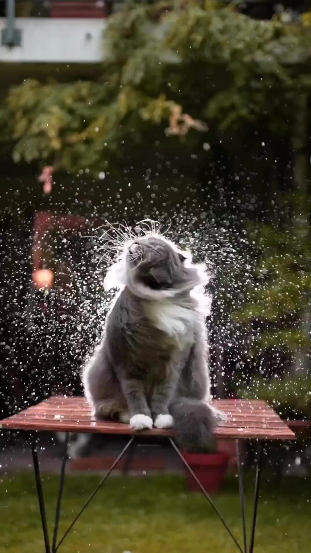 Cute cat in rain One News Page VIDEO