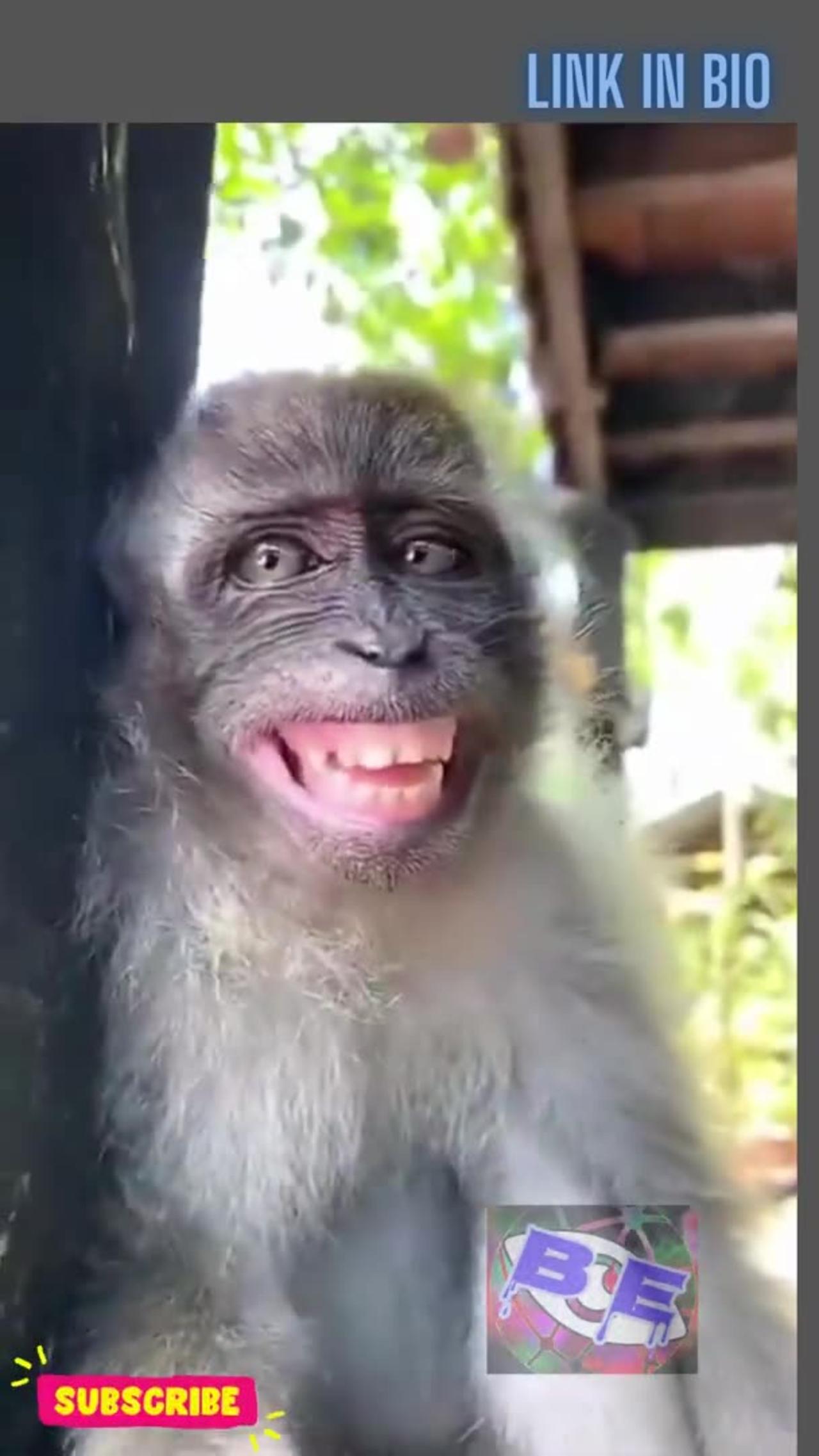 Funny monkey - One News Page VIDEO