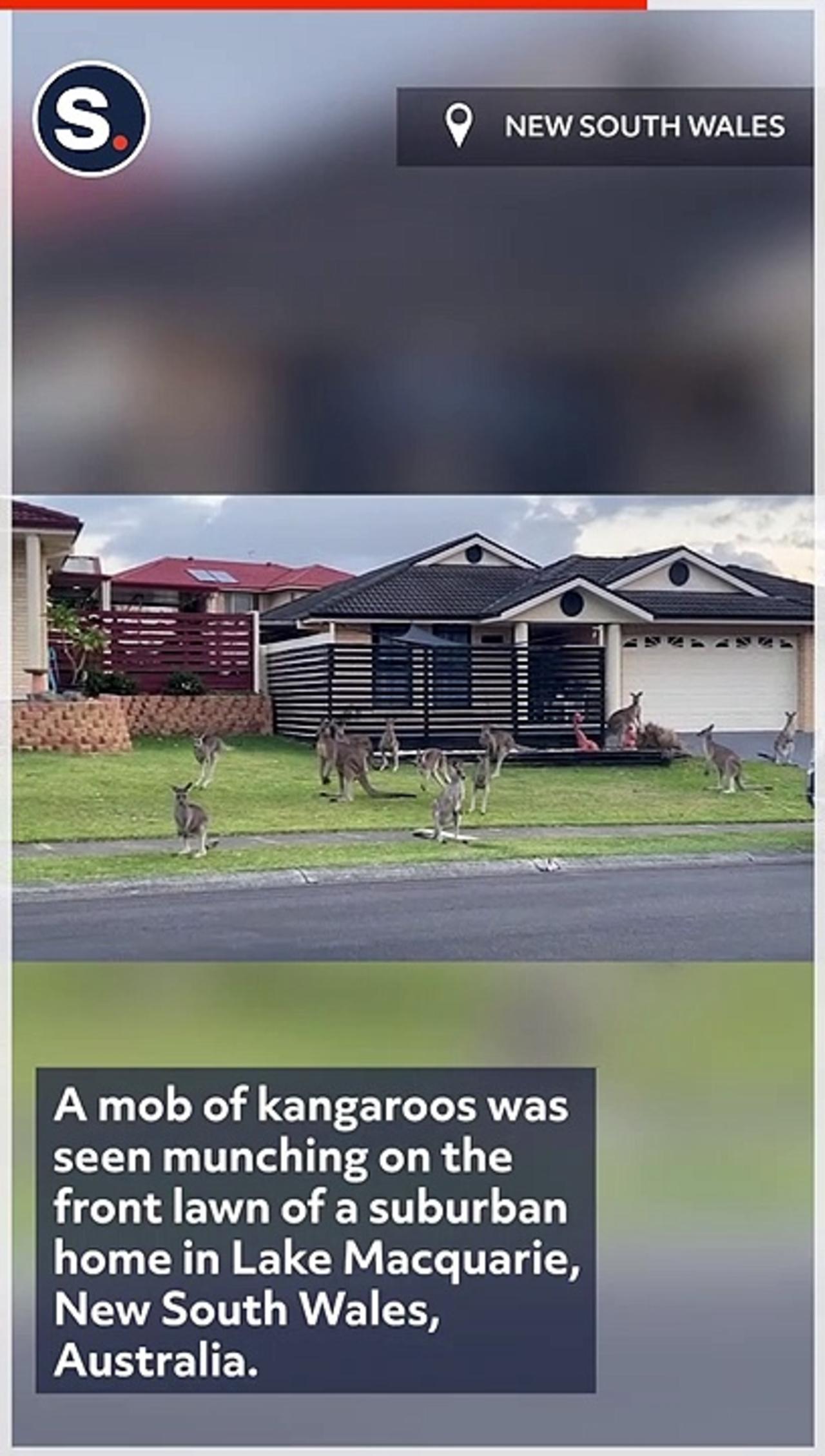 Kangaroos Seen 'Tidying Up' a Front Yard