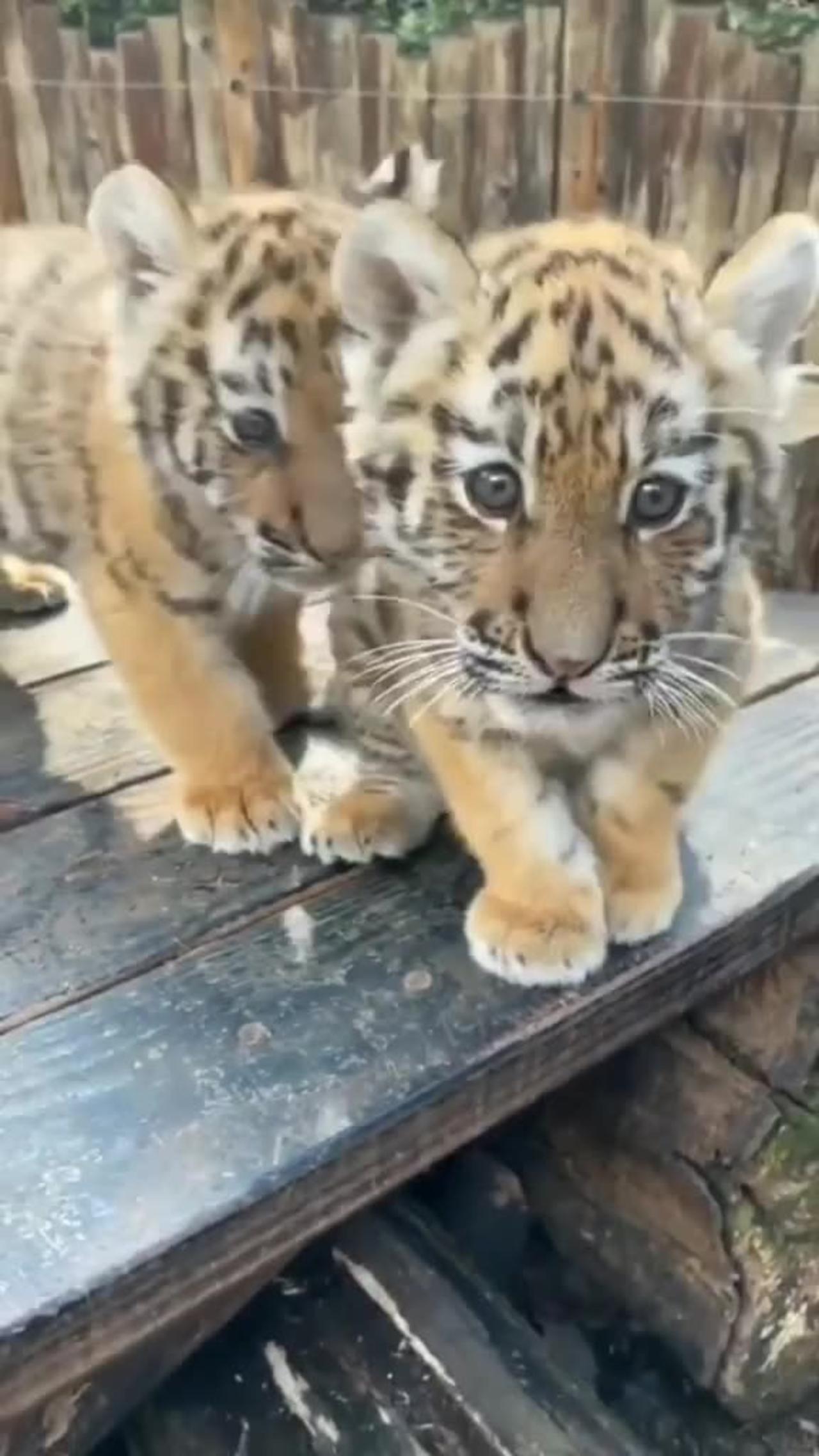 tiger, cute baby animals, The cute babies @tigers-videos