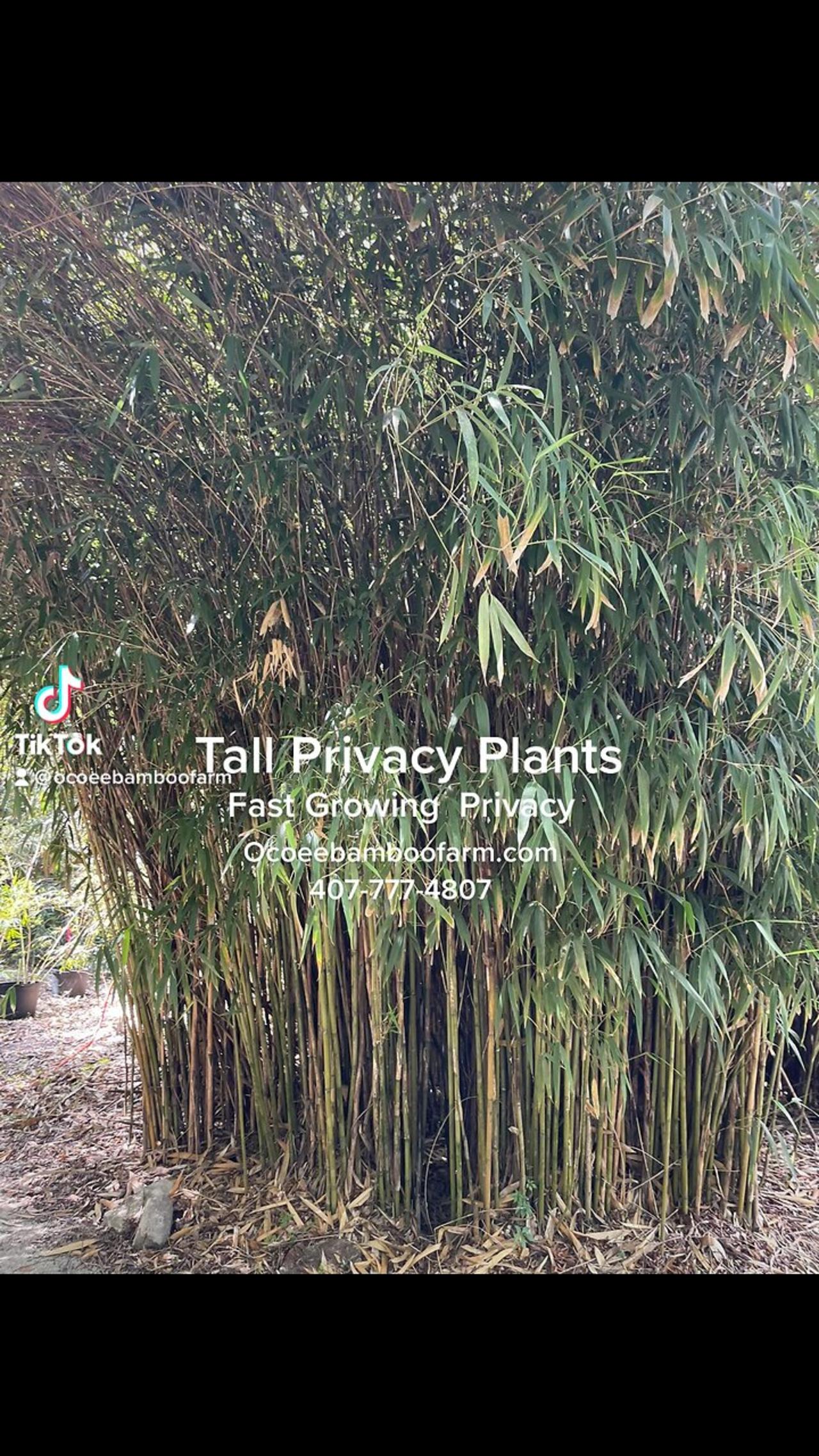 Besttall Fast Growing Privacy Plants Florida One News Page Video 