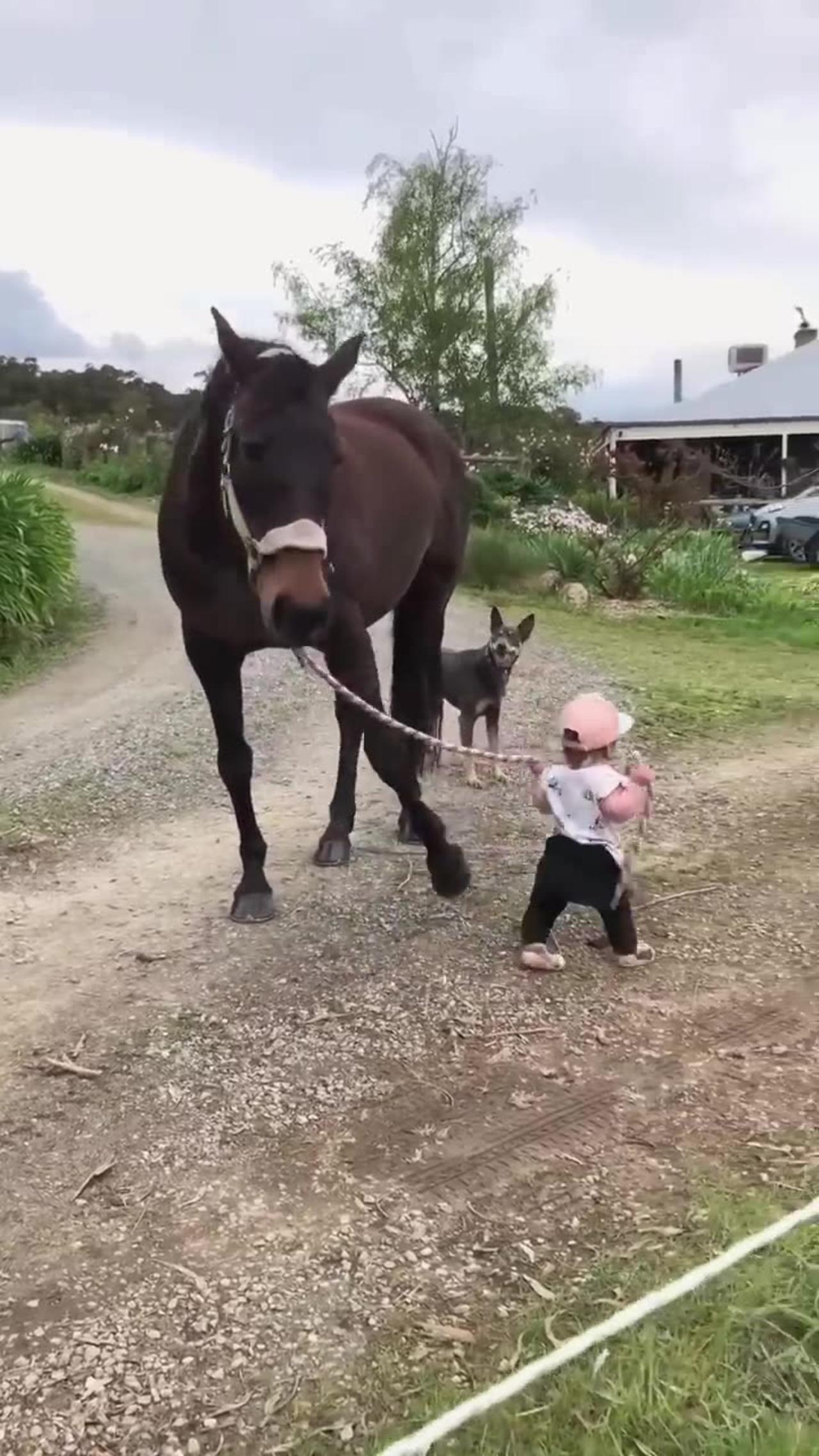 Cutest Babies and HorsesReact to Each Other One News Page VIDEO