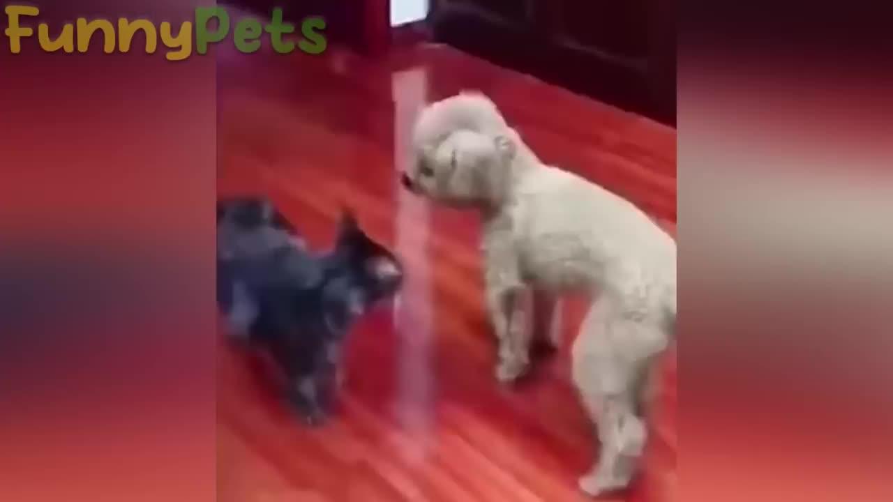Funniest Animals 2023 😂 Funny Cats and Dogs Videos 😺🐶 Part 6