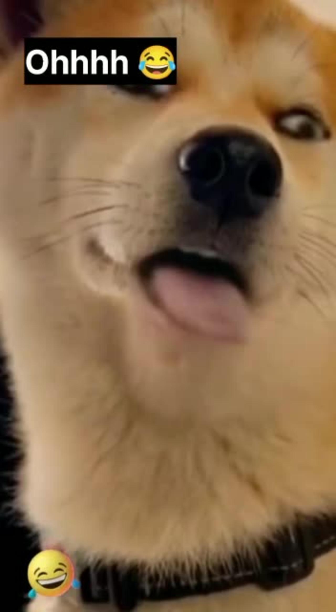 Funny Cats and Dogs Videos ๐คฃ Funniest Pets - One News Page VIDEO