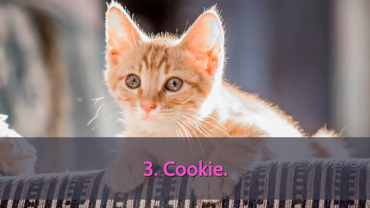 cutest-cat-names-top-10-one-news-page-video