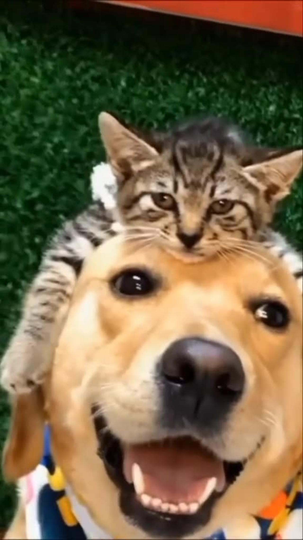 Dogs & cats funny clip