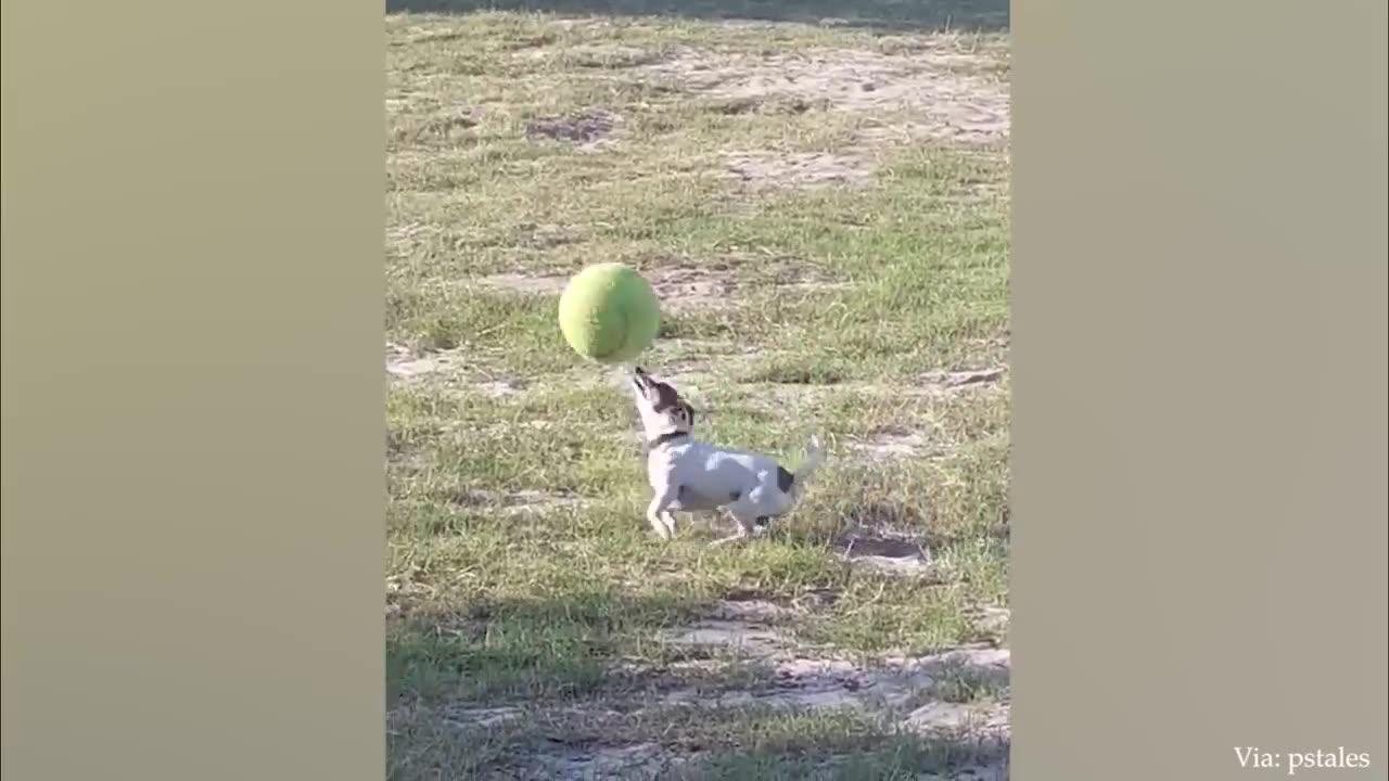 funniest-animal-videos-2023-that-will-absolutely-one-news-page-video