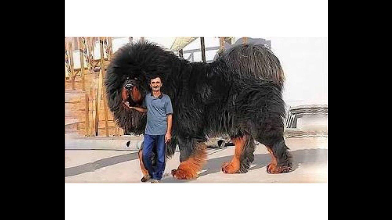 15 Most Expensive Dogs in the World One News Page VIDEO