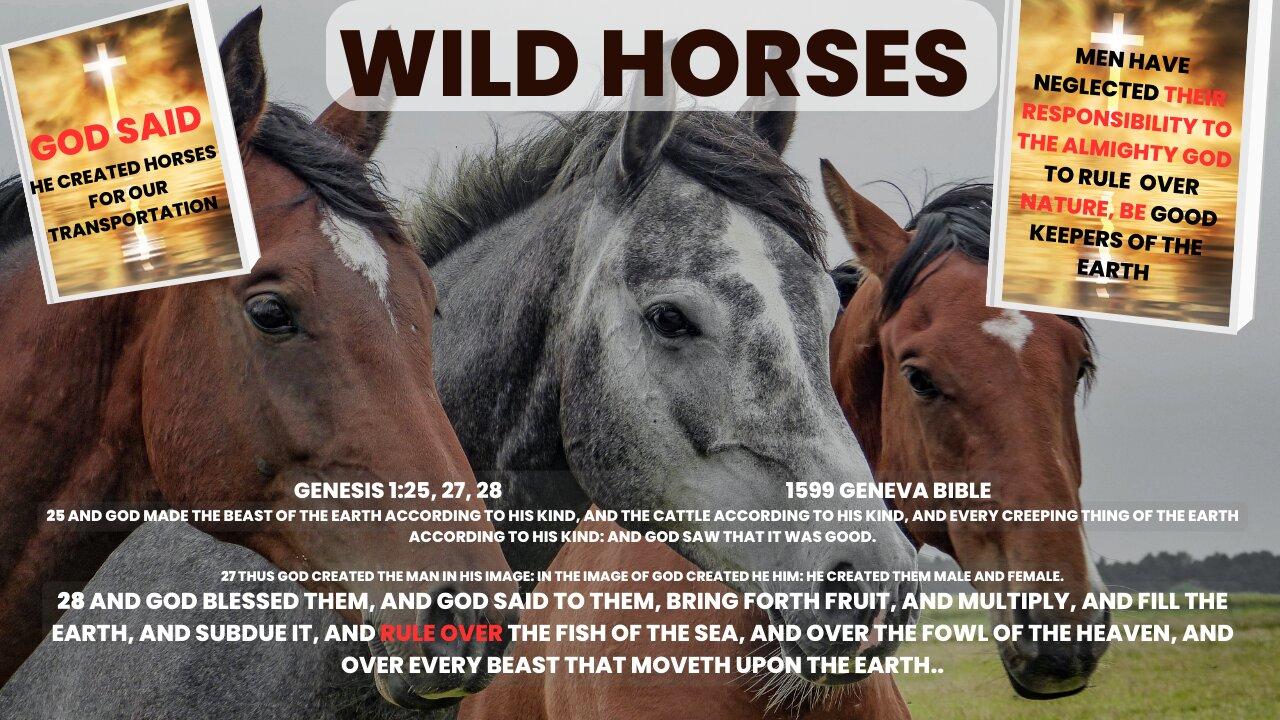 Part 2 Wild Horses, Men Neglected Their Responsibility To The Horses