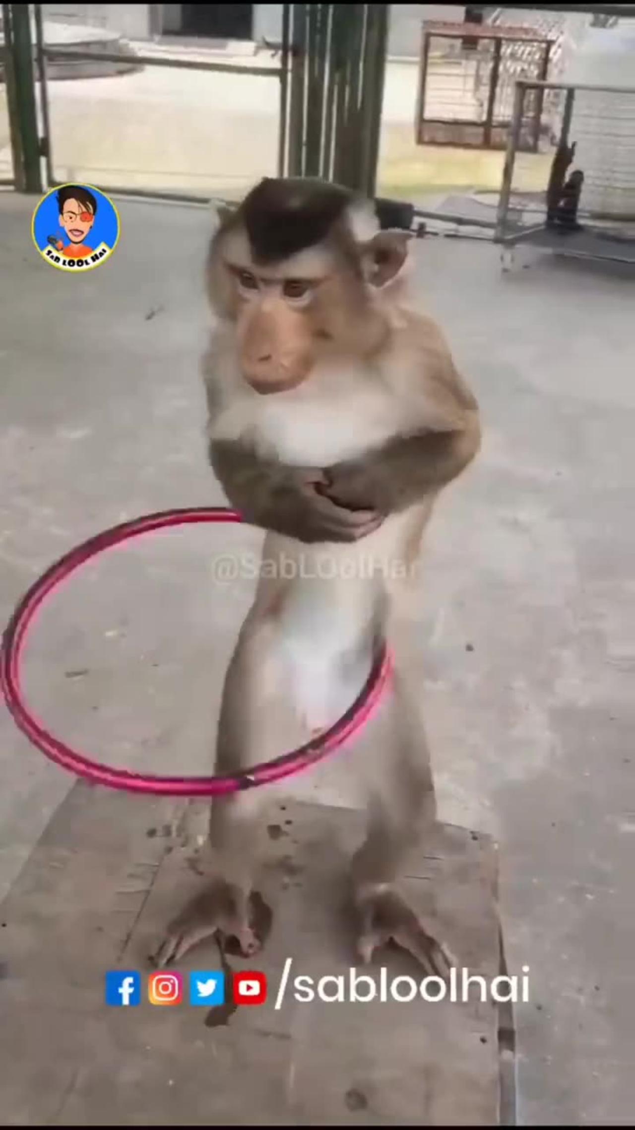 Monkey Dance comedy video